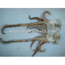 Whole Squid Tentacles